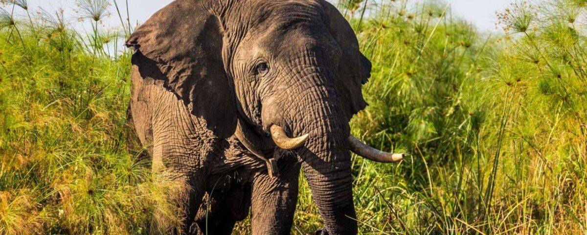 Can I Volunteer on a Uganda Safari?