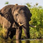 Can I Volunteer on a Uganda Safari?