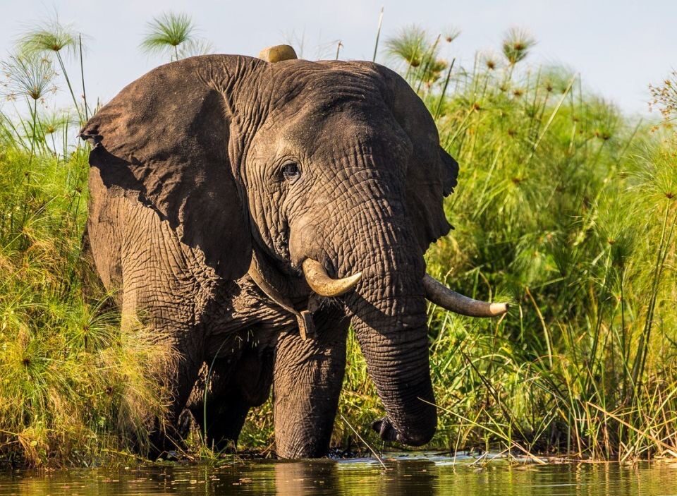 Can I Volunteer on a Uganda Safari?