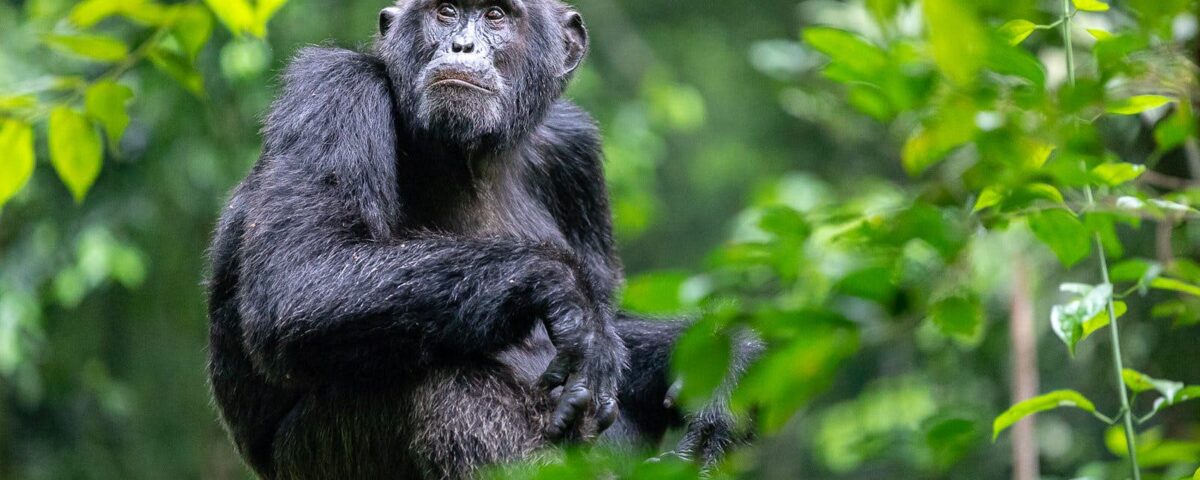Can I See Chimpanzees in Uganda?