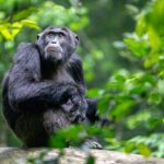 Can I See Chimpanzees in Uganda?