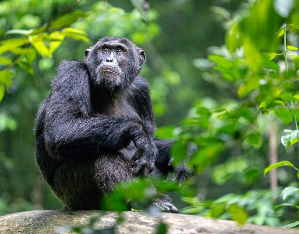 Can I See Chimpanzees in Uganda?