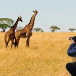 What Are the Rules for Safari in Tanzania?