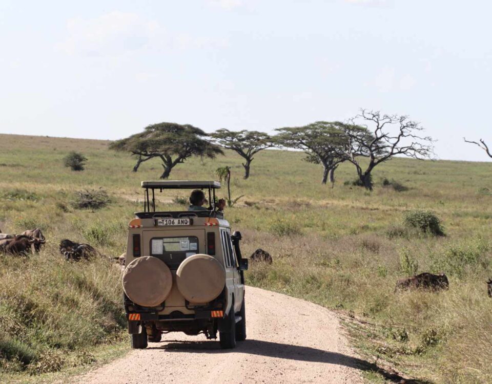 What Is the Cheapest Way to Visit Serengeti?