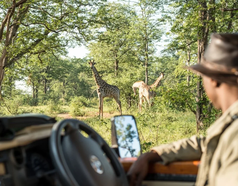 How Much Should I Tip My Safari Driver?