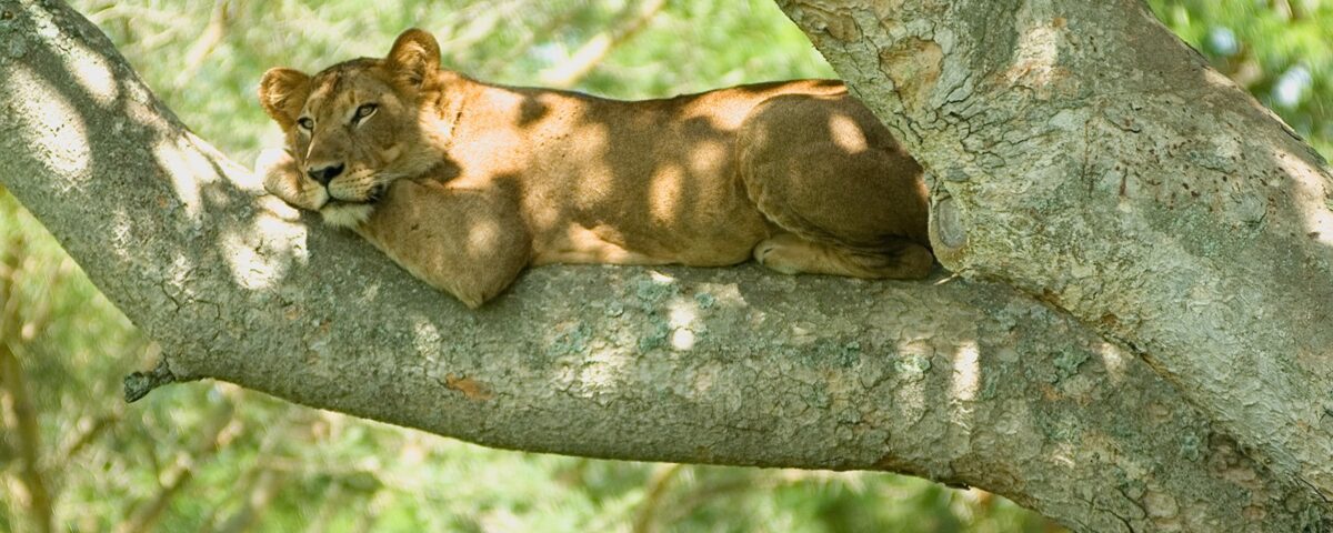 Can I Combine a Uganda Safari with Other Destinations?