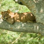 Can I Combine a Uganda Safari with Other Destinations?