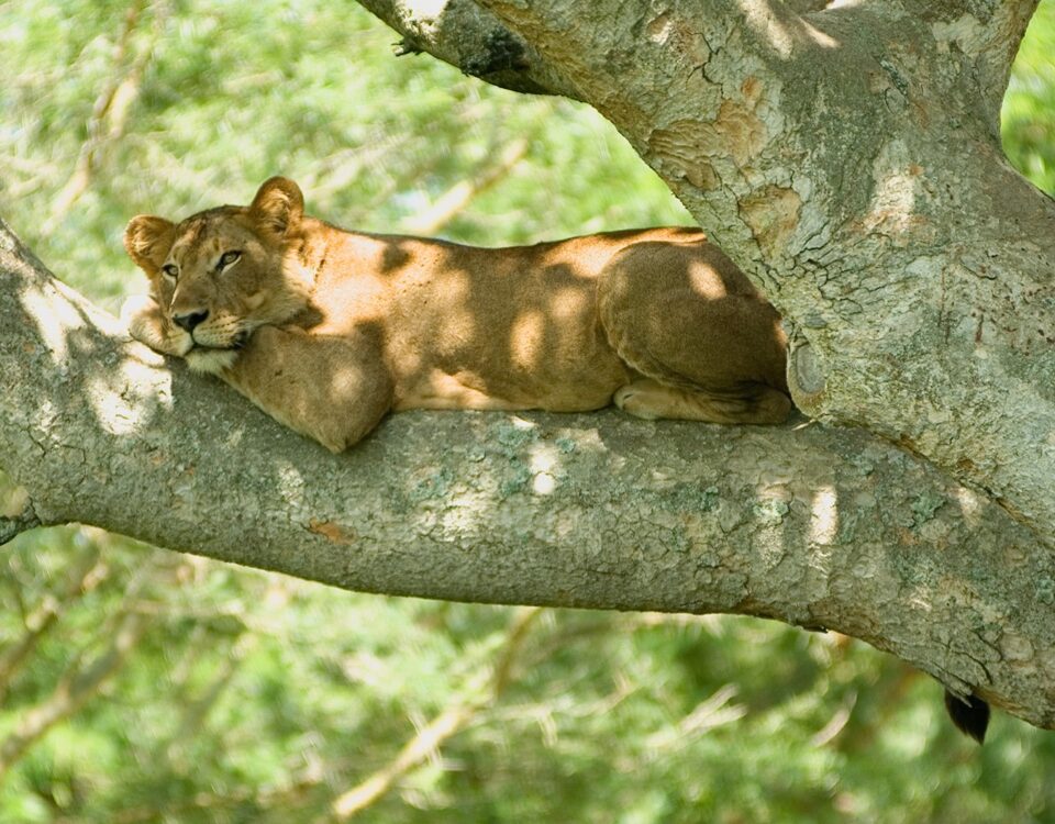 Can I Combine a Uganda Safari with Other Destinations?