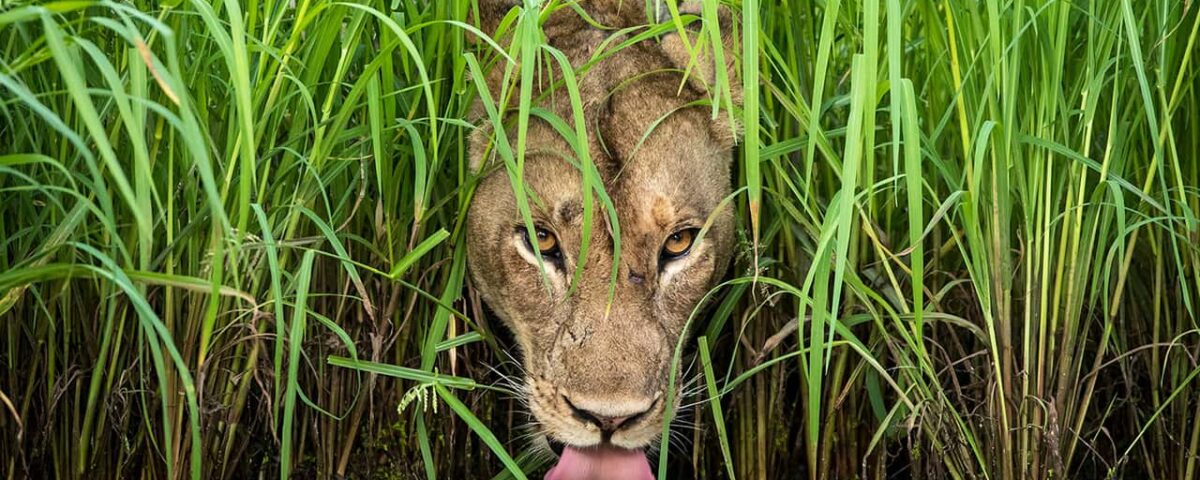 What Wildlife Can I See in Uganda’s National Parks?