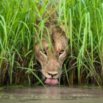 What Wildlife Can I See in Uganda’s National Parks?