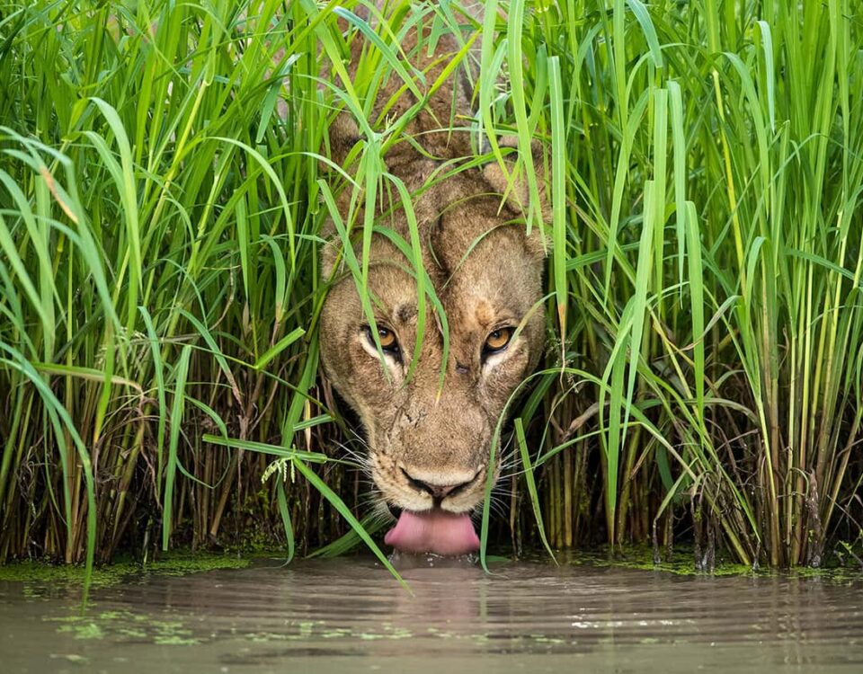 What Wildlife Can I See in Uganda’s National Parks?