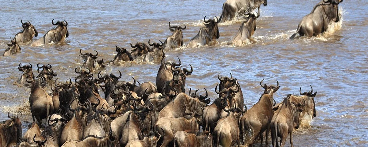 What Is the Best Month to Visit Serengeti?