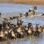 What Is the Best Month to Visit Serengeti?