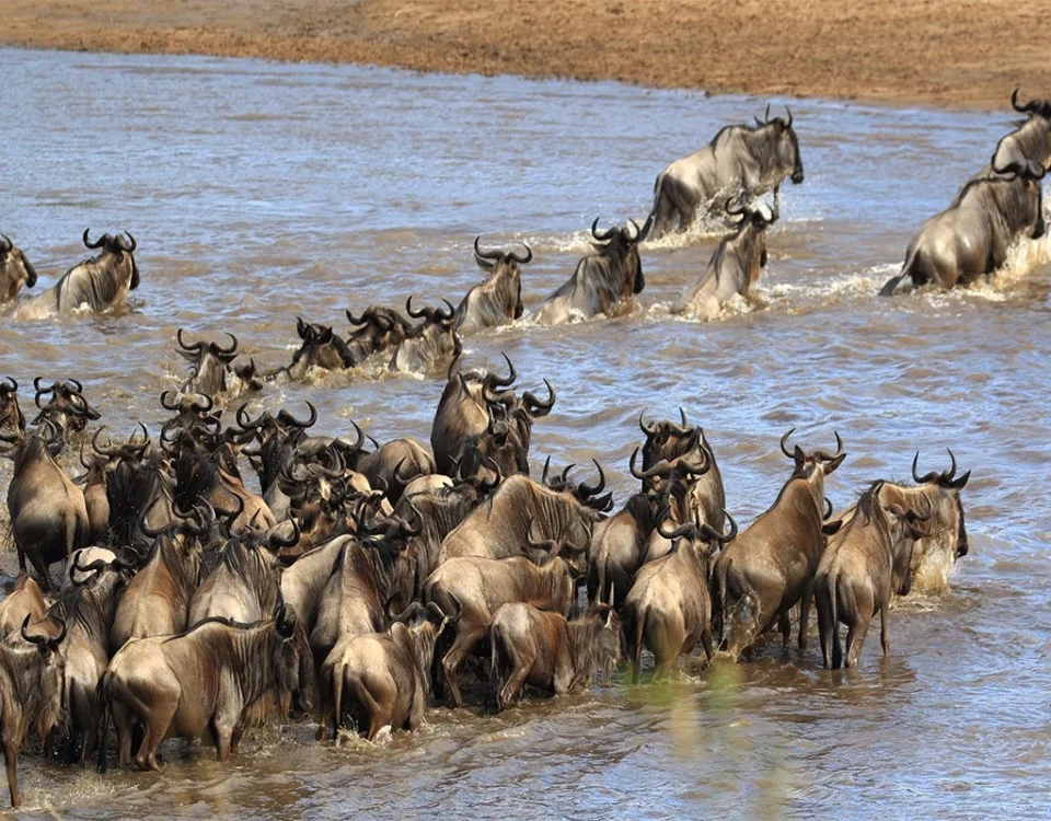 What Is the Best Month to Visit Serengeti?