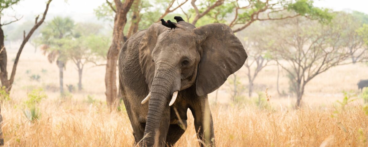 How Do I Get to Uganda for a Safari?