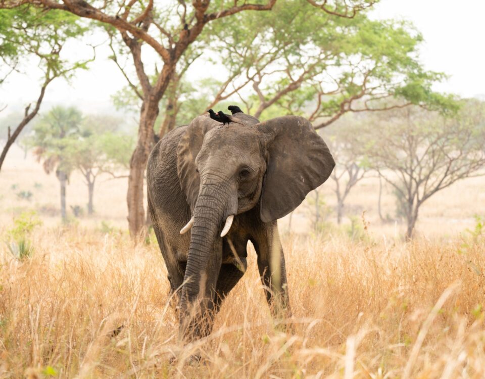 How Do I Get to Uganda for a Safari?