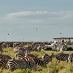 Is Kenya or Tanzania Better for Safari?