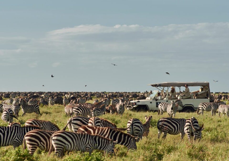 Is Kenya or Tanzania Better for Safari?