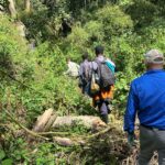 Should I Tip During My Journey with Firante Gorilla Treks?