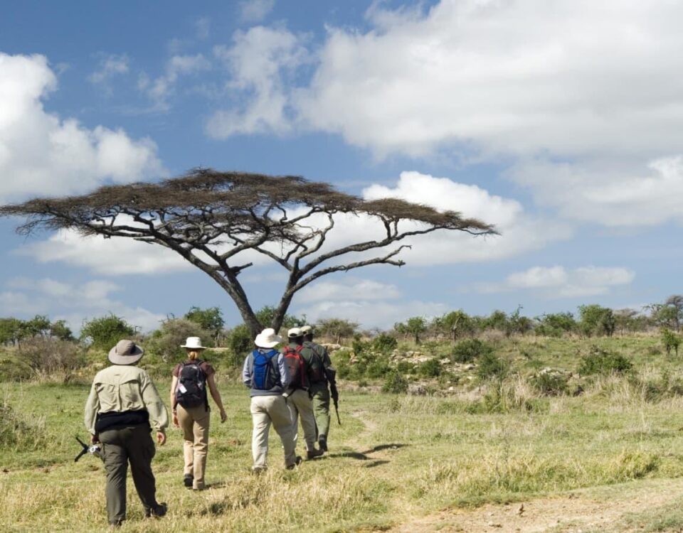 Why Not Wear White on Safari?