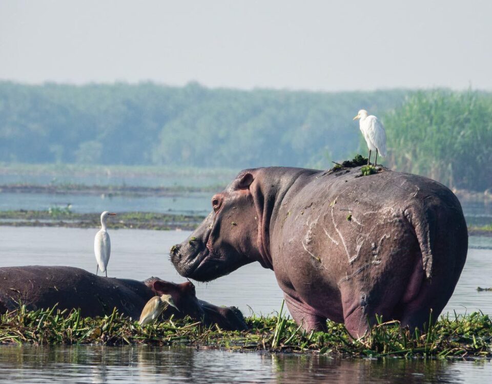 Which One Is the Largest Game Park in Uganda?