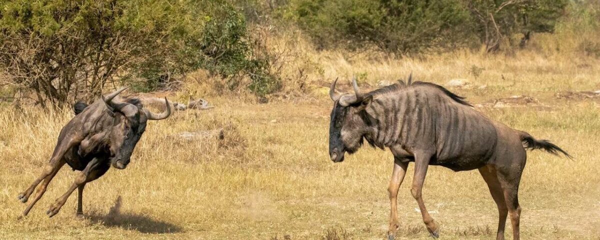 How Much Does It Cost for a Masai Mara Trip?