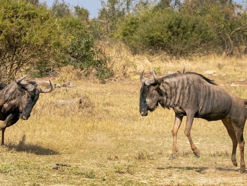 How Much Does It Cost for a Masai Mara Trip?