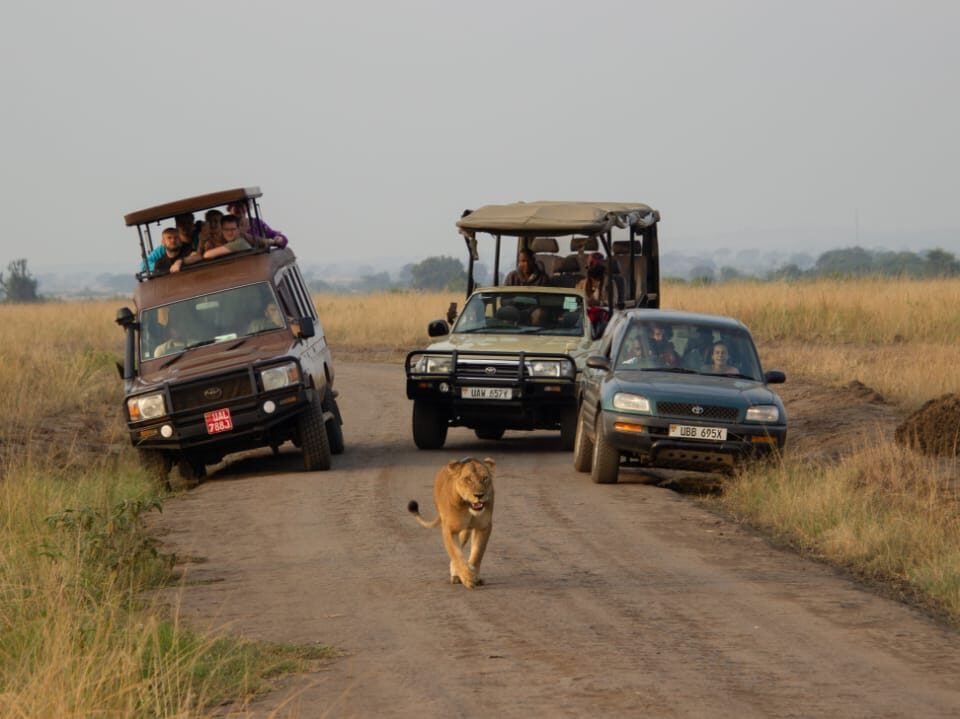 How Long Does a Game Drive Take?