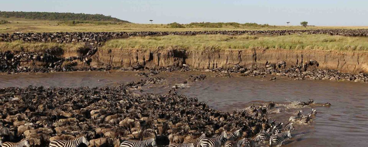 What Is the Cheapest Way to Visit Serengeti?