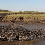 What Is the Cheapest Way to Visit Serengeti?