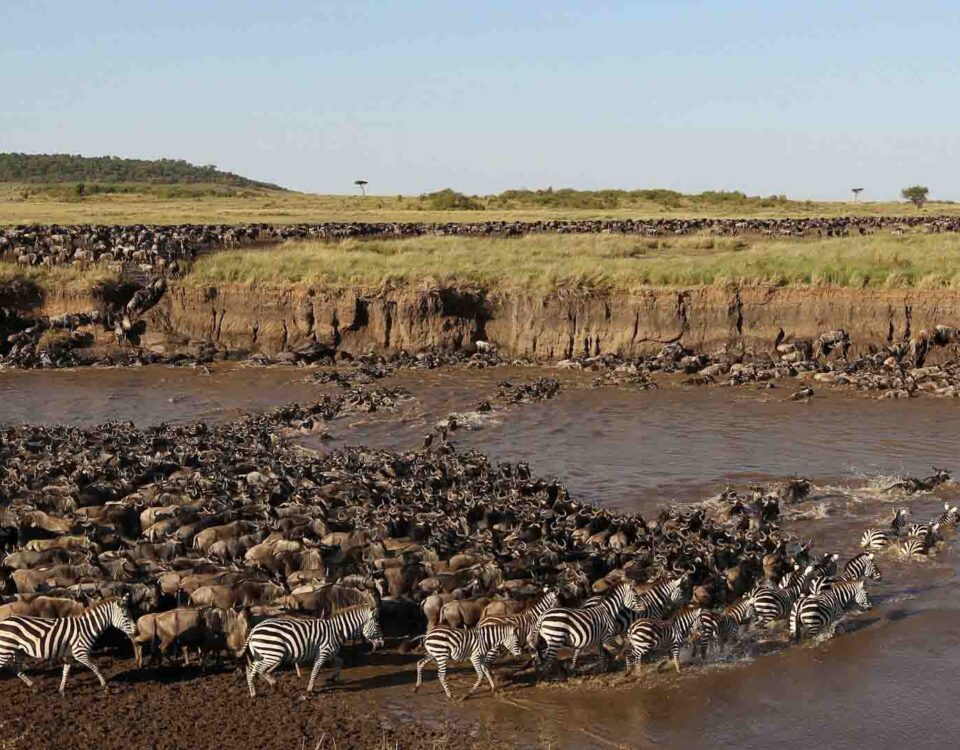 What Is the Cheapest Way to Visit Serengeti?