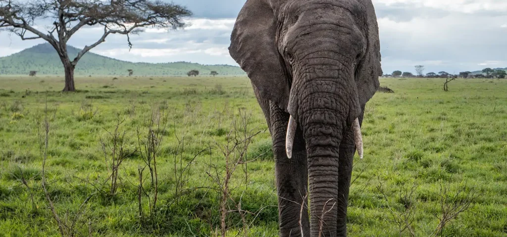 How Much Is a 3 Day Safari in Serengeti?