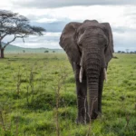 How Much Is a 3 Day Safari in Serengeti?