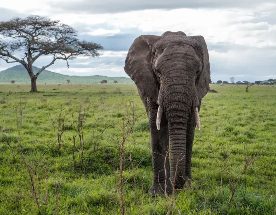 How Much Is a 3 Day Safari in Serengeti?