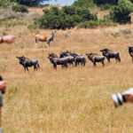 What Is the Best Age to Go on a Safari?