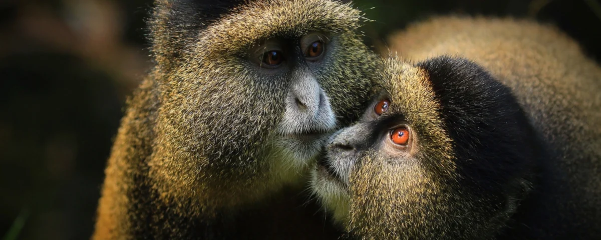 How Much Is a Safari in Uganda?