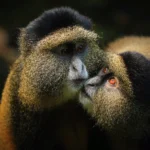 How Much Is a Safari in Uganda?