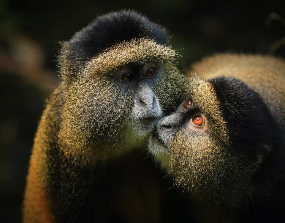 How Much Is a Safari in Uganda?