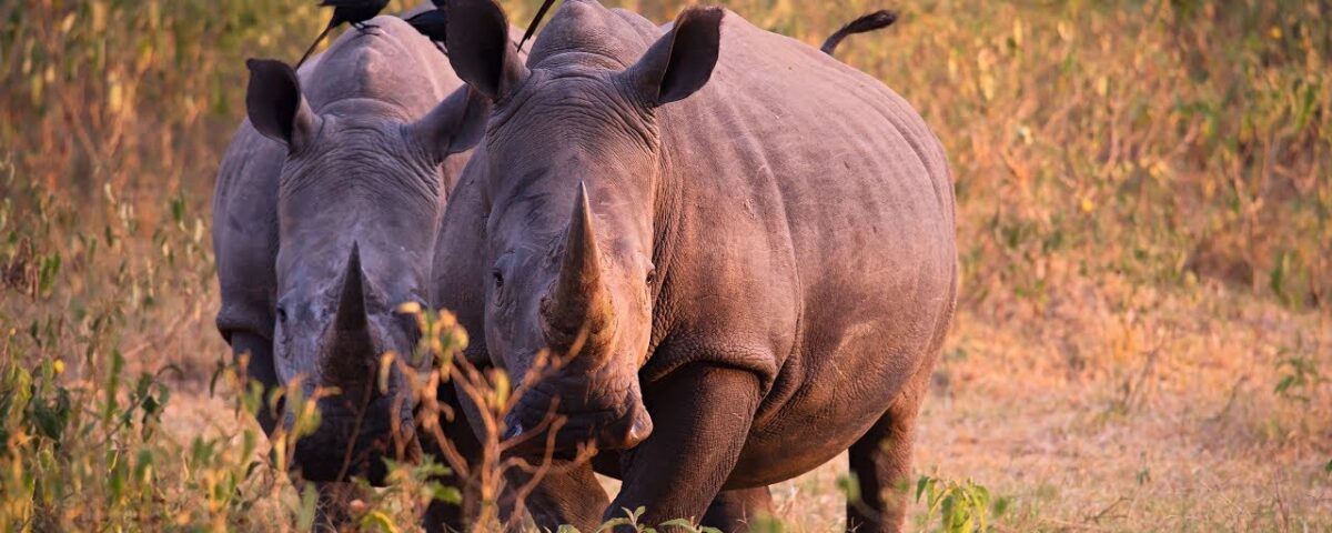 What’s the Best Time to Visit Uganda for Wildlife Viewing?