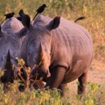 What’s the Best Time to Visit Uganda for Wildlife Viewing?