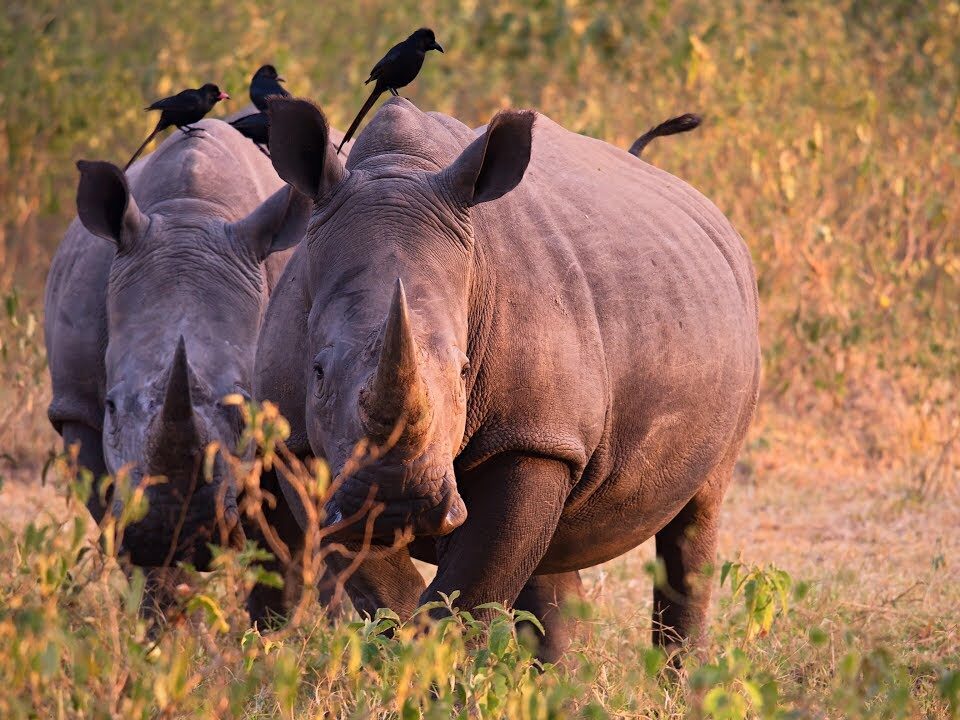 What’s the Best Time to Visit Uganda for Wildlife Viewing?