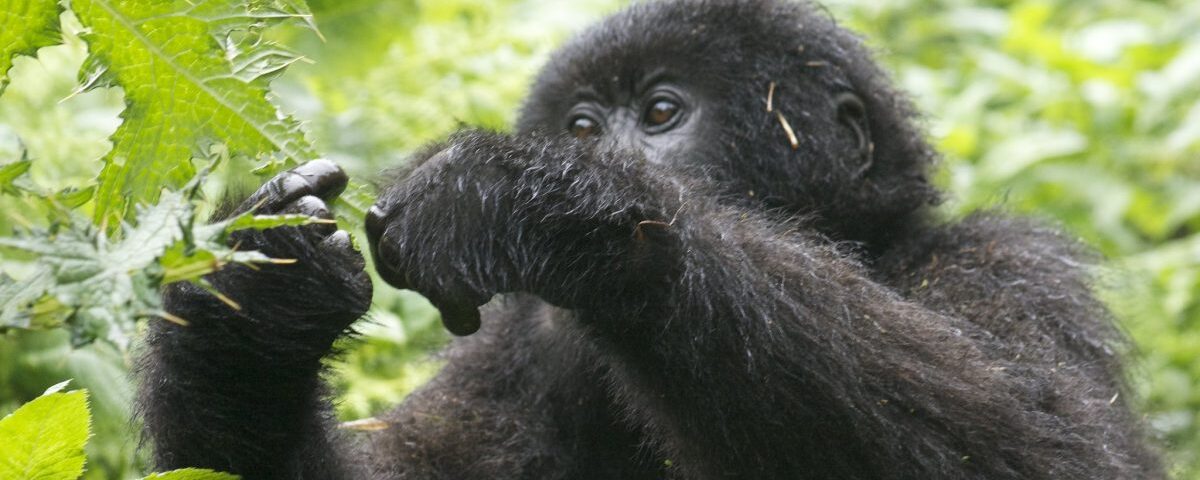 How Much Does It Cost to Go to Gorillas Way?