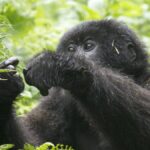 How Much Does It Cost to Go to Gorillas Way?