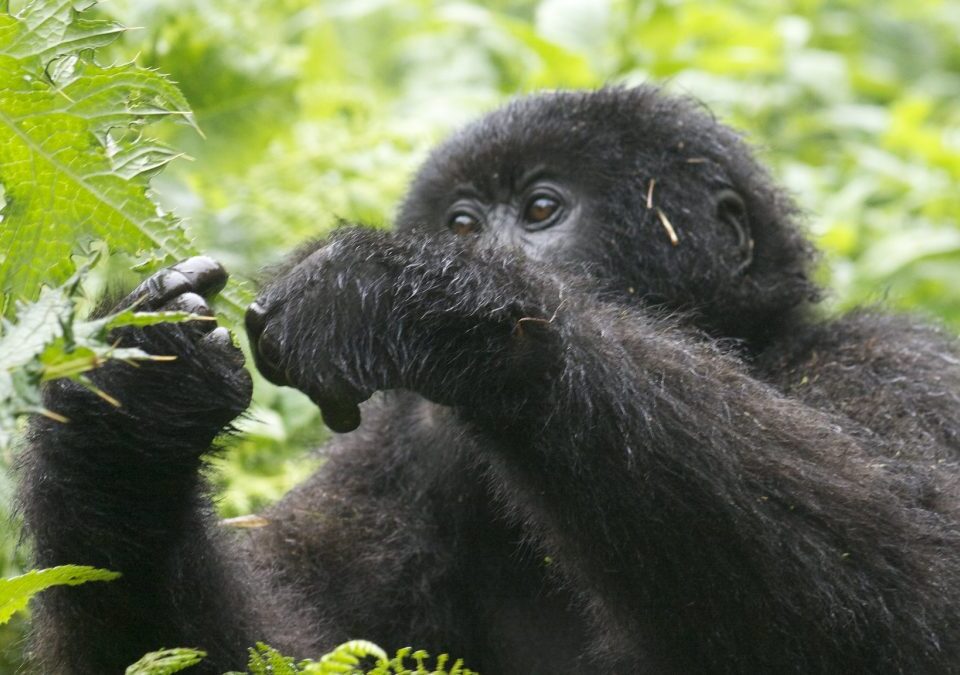 How Much Does It Cost to Go to Gorillas Way?