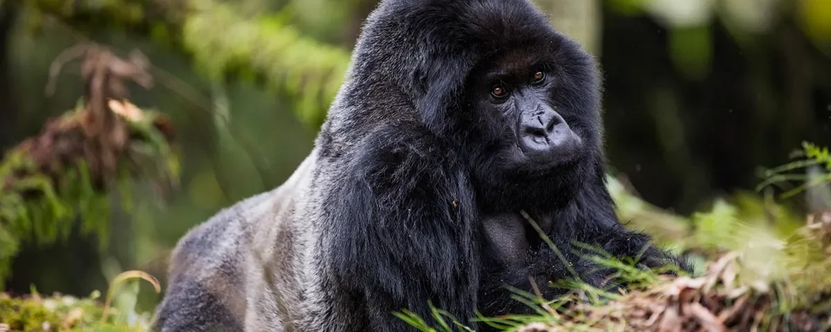 How Many Days for Gorilla Trekking in Rwanda?
