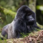 How Many Days for Gorilla Trekking in Rwanda?