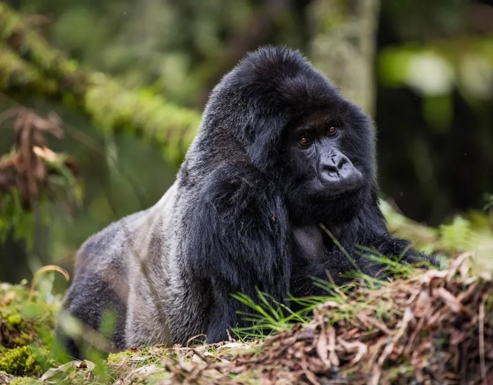 How Many Days for Gorilla Trekking in Rwanda?