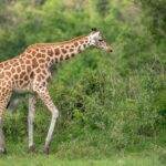 What’s the Best Way to Experience Uganda’s Wildlife?