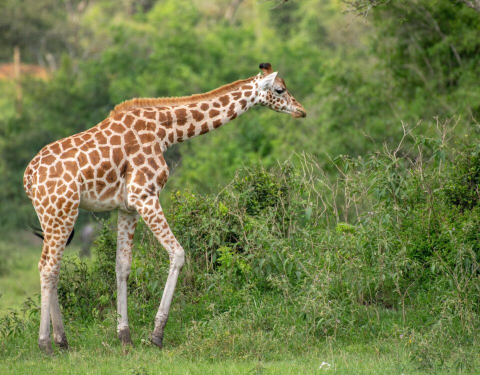 What’s the Best Way to Experience Uganda’s Wildlife?
