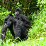 Is Uganda or Rwanda Better for Gorilla Trekking?